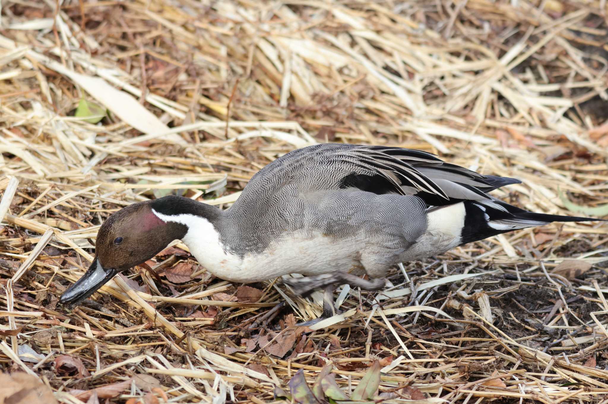 Northern Pintail