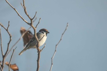 Eurasian Tree Sparrow Izunuma Tue, 11/27/2018