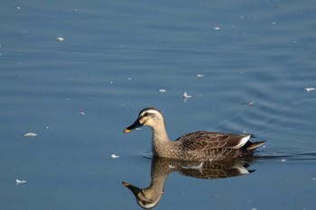 Eastern Spot-billed Duck Izunuma Tue, 11/27/2018