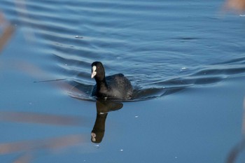 Eurasian Coot Izunuma Tue, 11/27/2018