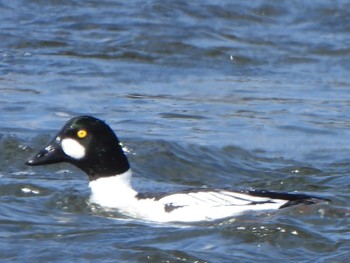 2024年2月18日(日) 荒川自然観察テラスの野鳥観察記録