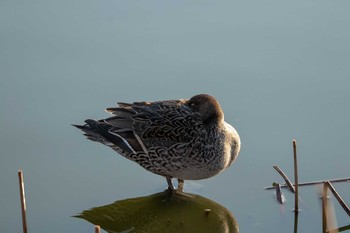 Northern Pintail Izunuma Tue, 11/27/2018