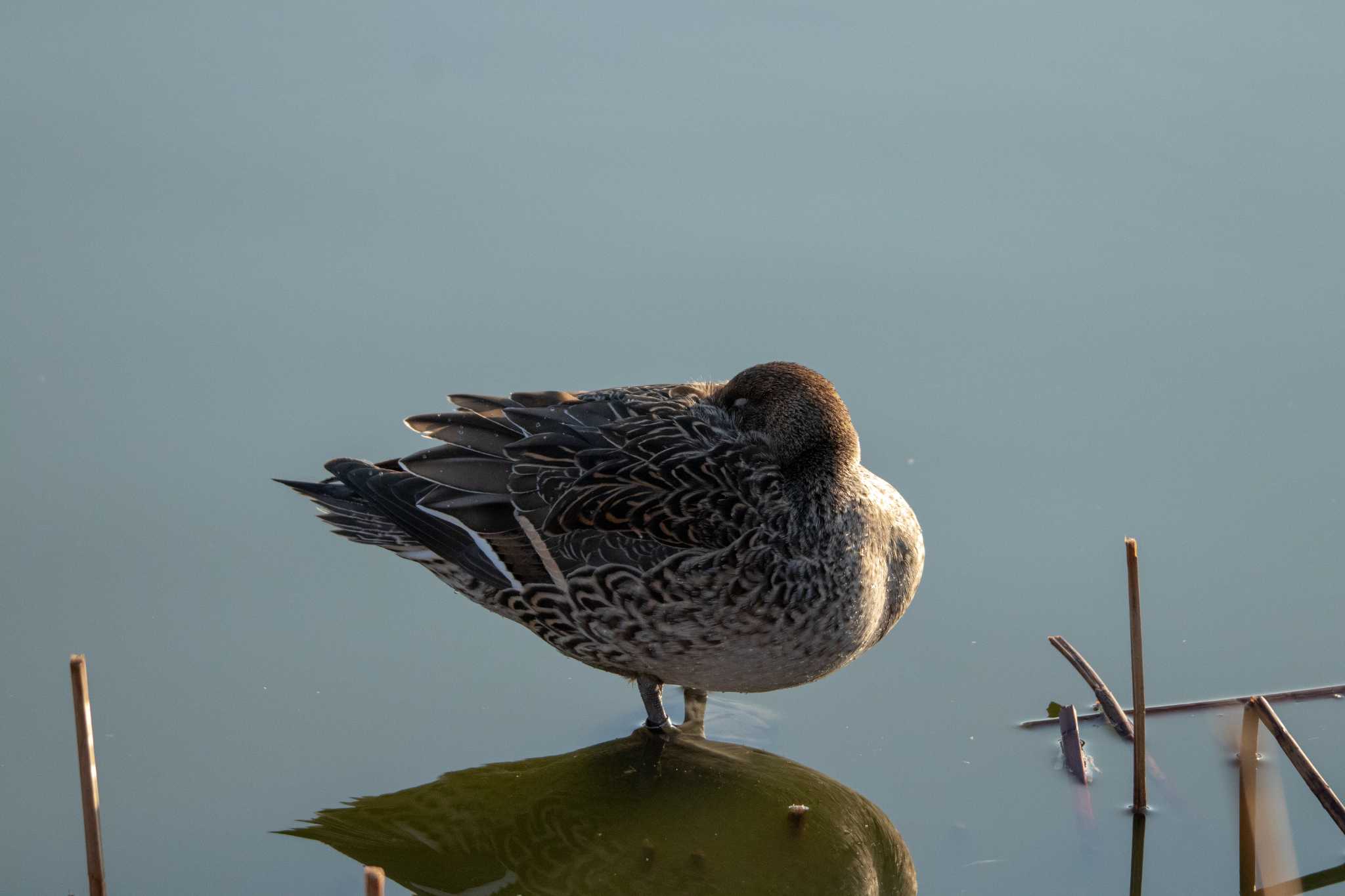 Northern Pintail