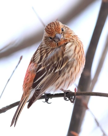 Pallas's Rosefinch Unknown Spots Wed, 2/7/2024