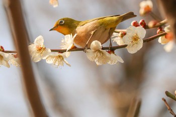 Warbling White-eye Mitsuike Park Tue, 2/20/2024