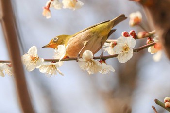 Warbling White-eye Mitsuike Park Tue, 2/20/2024