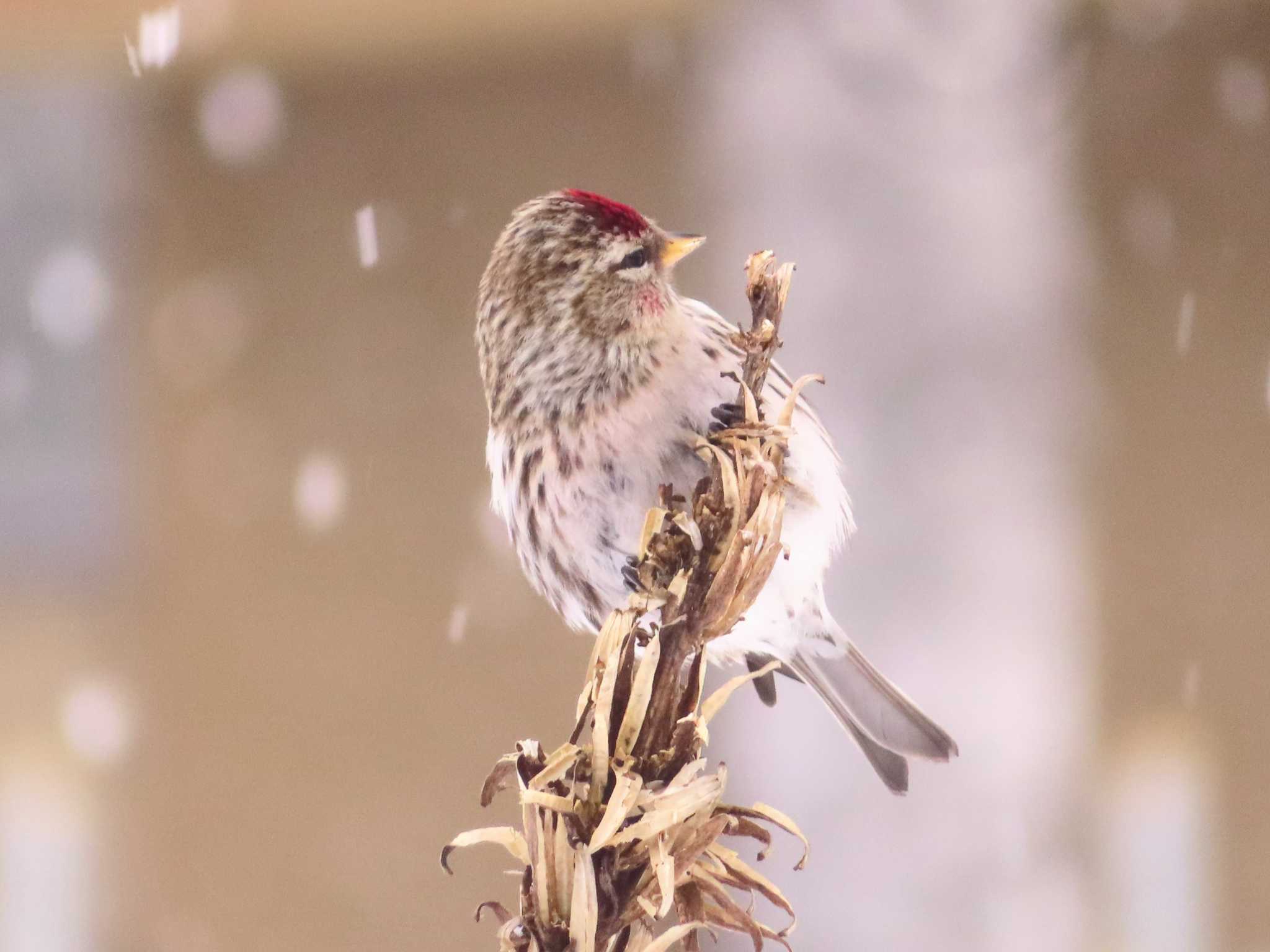 Common Redpoll