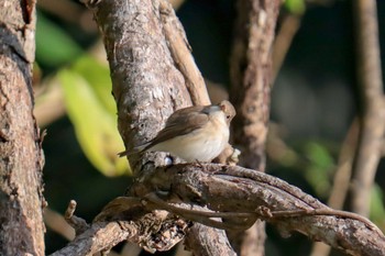 Red-breasted Flycatcher 渡嘉敷島 Wed, 1/4/2023