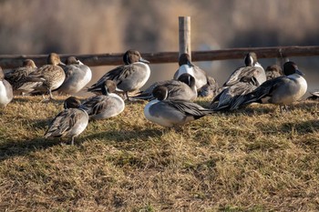 Northern Pintail Izunuma Tue, 11/27/2018