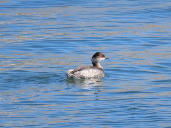 Black-necked Grebe 志津川湾 Sat, 2/17/2024