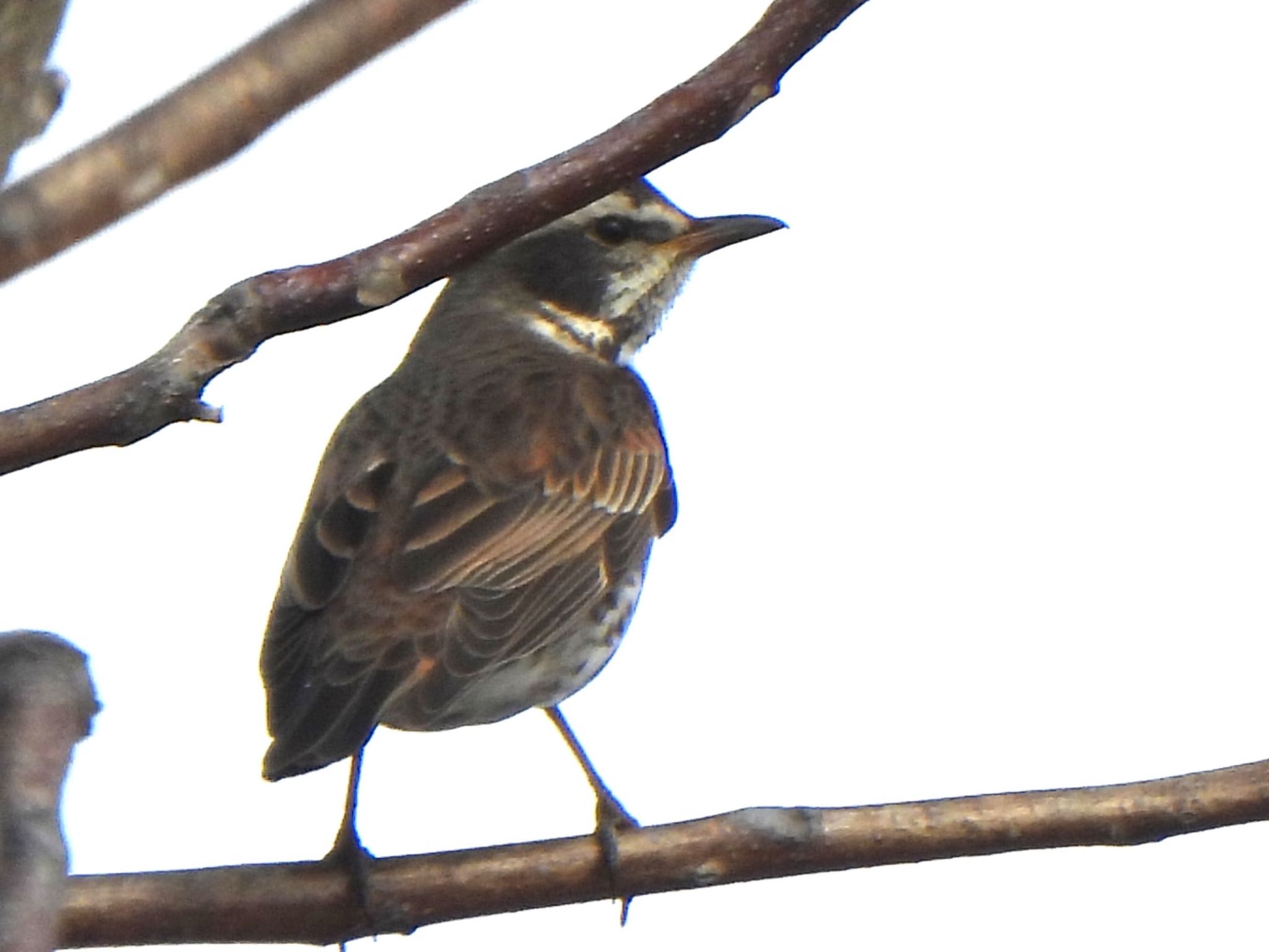 Dusky Thrush