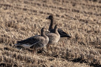 Greater White-fronted Goose Izunuma Tue, 11/27/2018