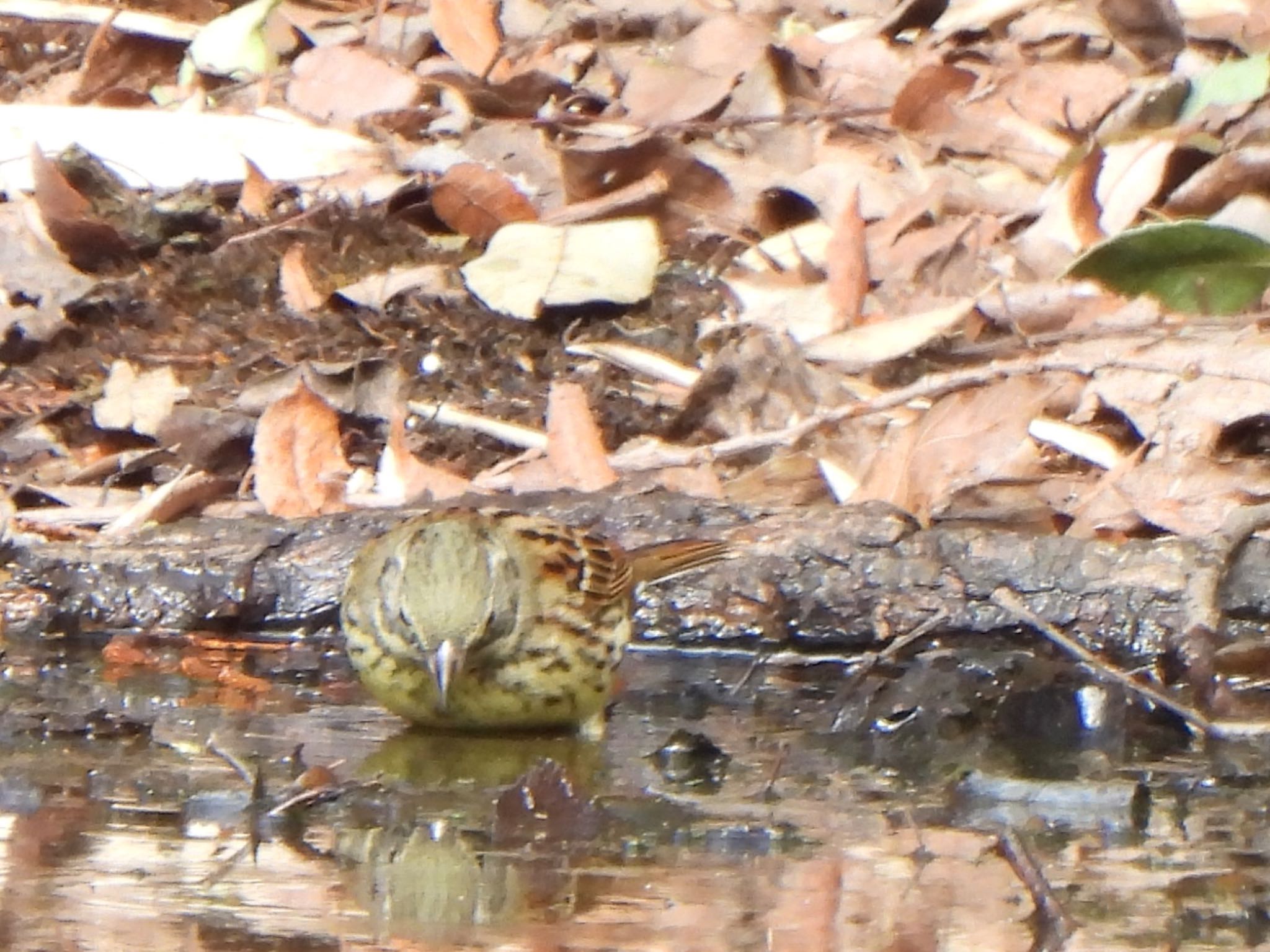 Photo of Masked Bunting at Ooaso Wild Bird Forest Park by ツピ太郎