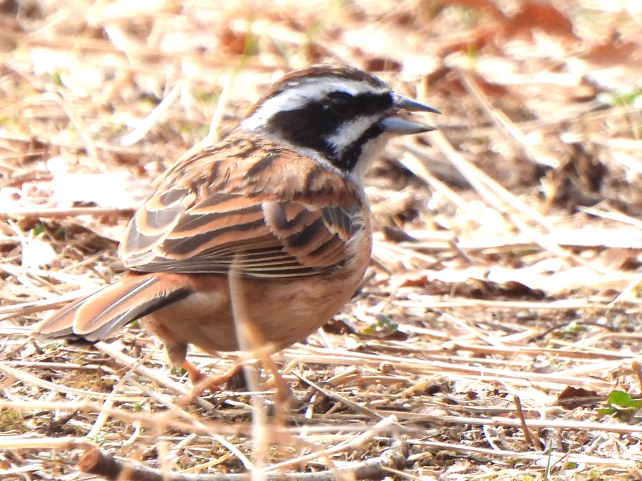 Meadow Bunting