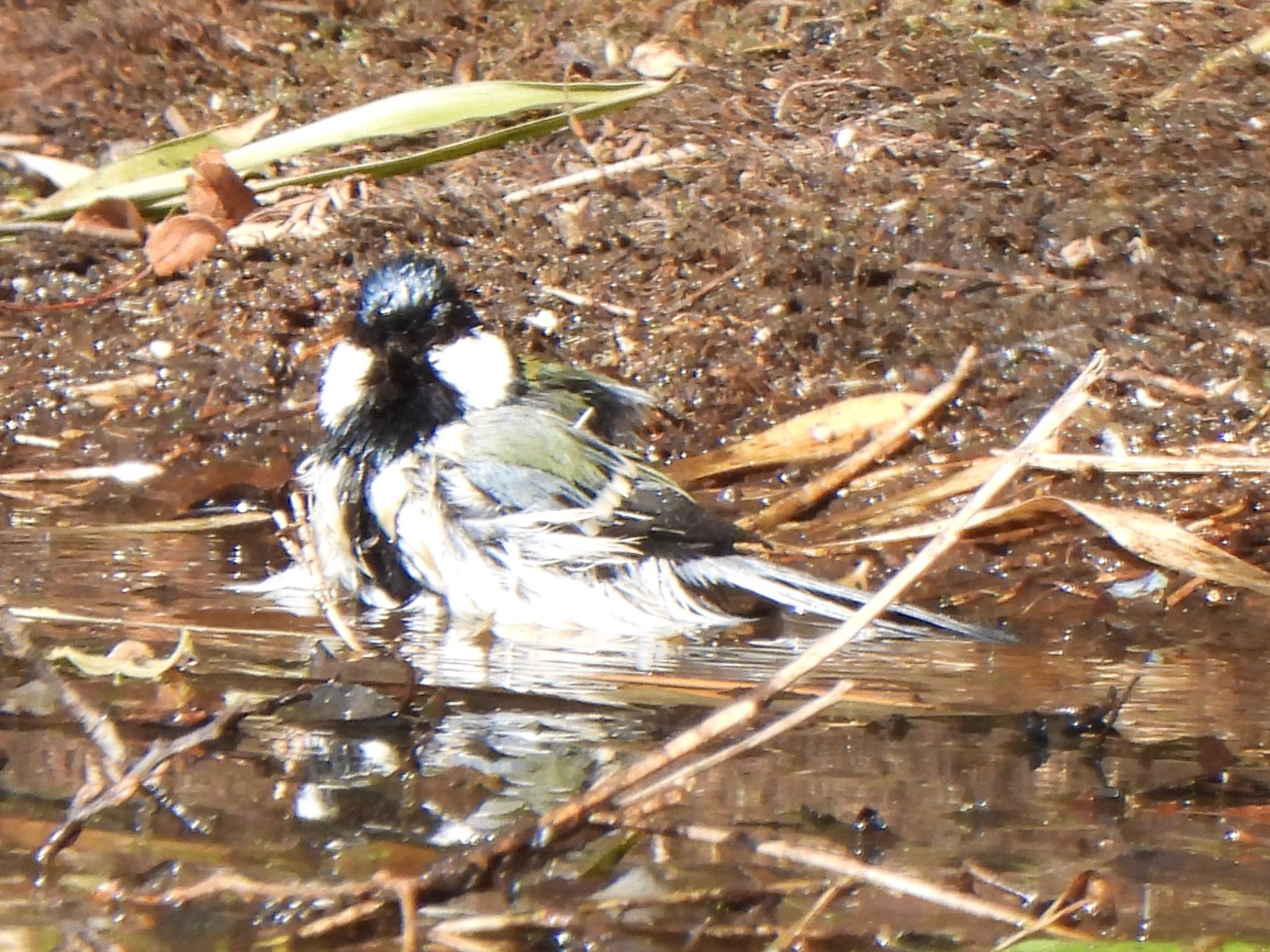 Japanese Tit