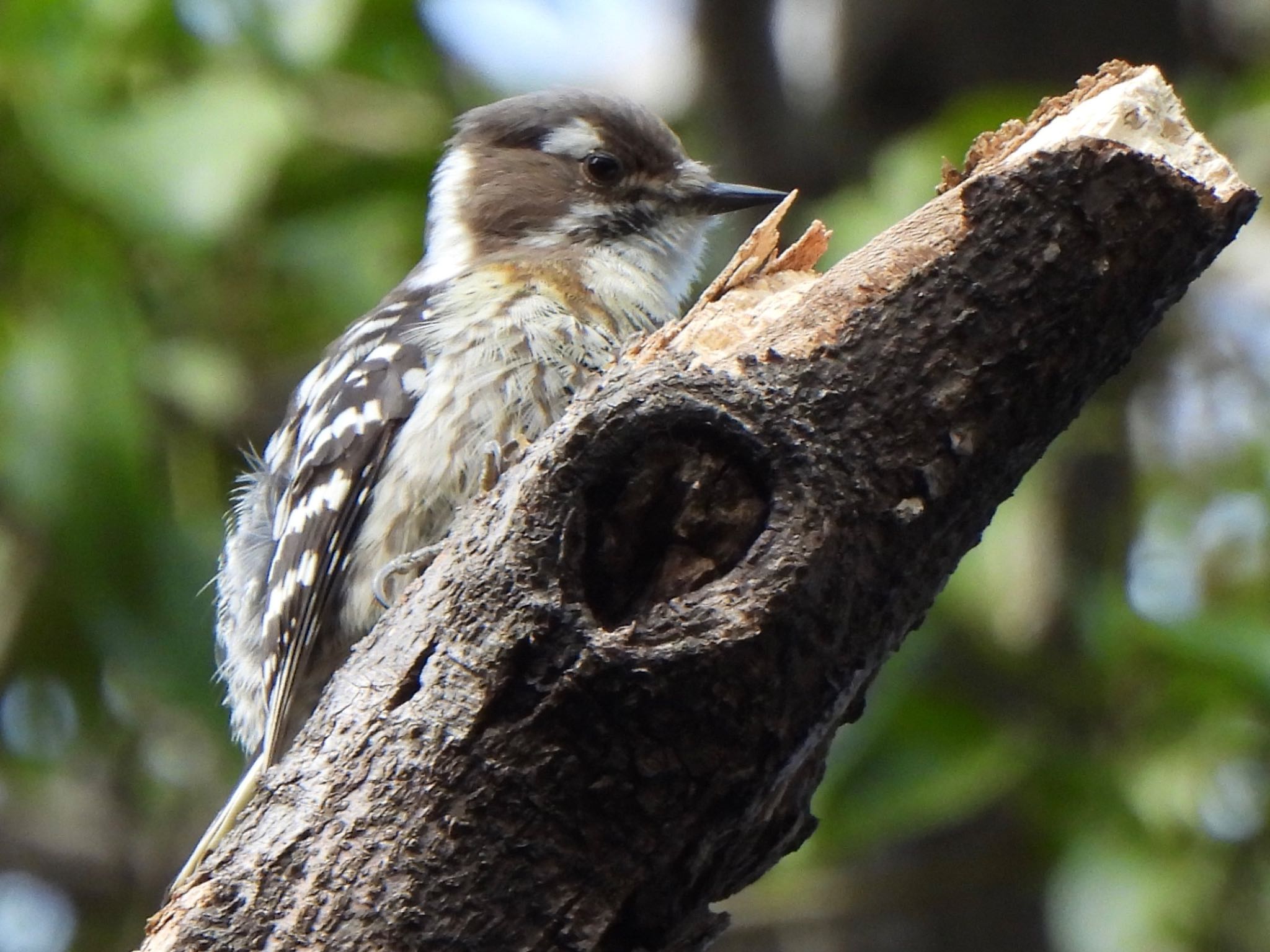 Photo of Japanese Pygmy Woodpecker at Ooaso Wild Bird Forest Park by ツピ太郎