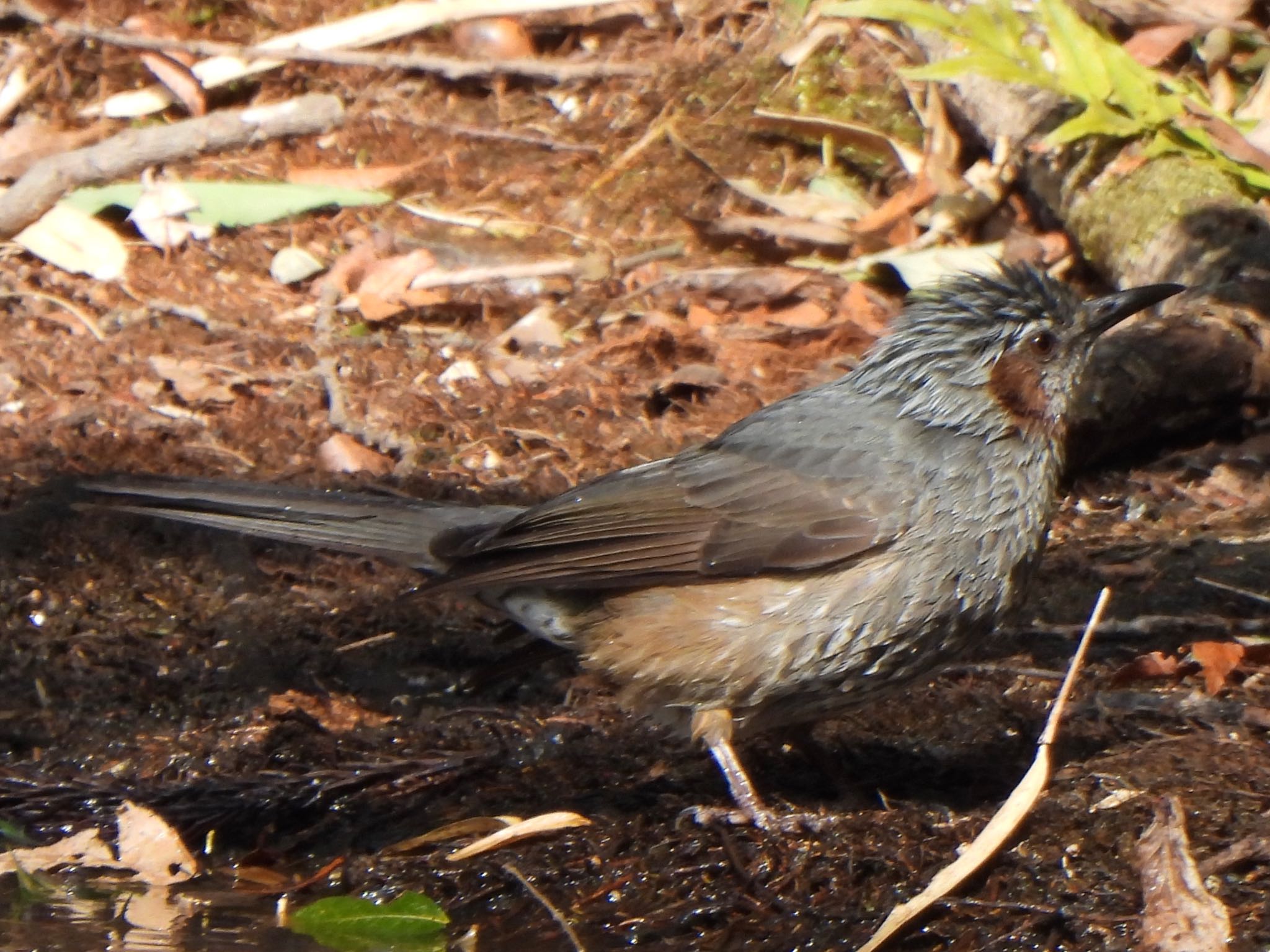 Brown-eared Bulbul