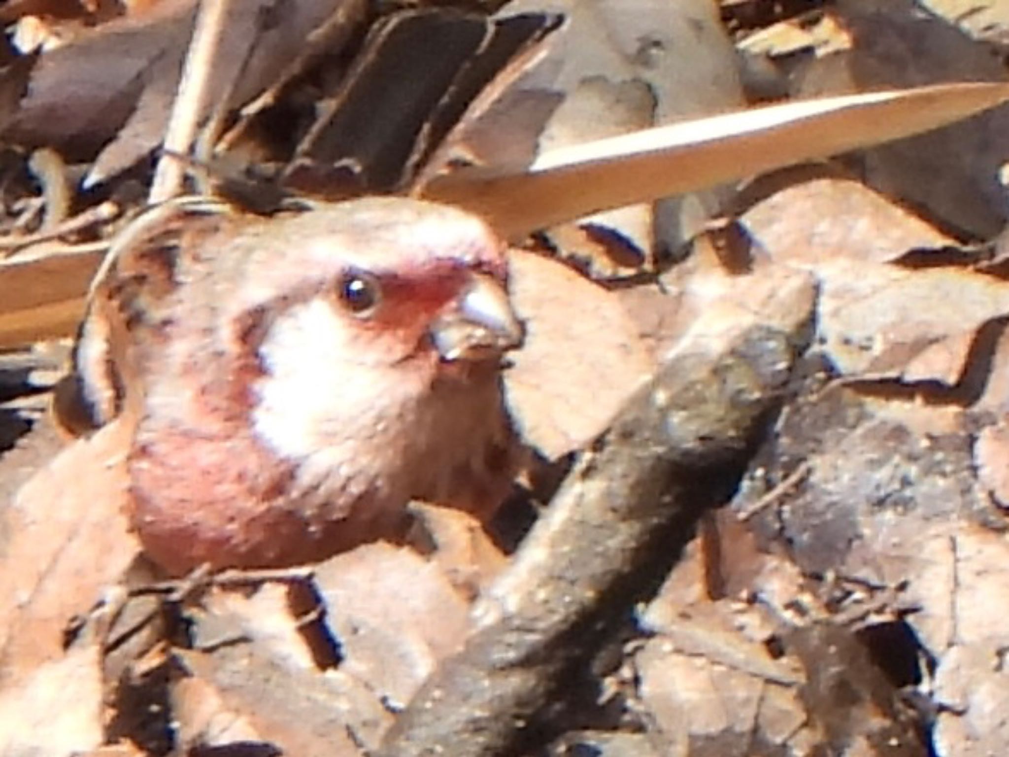 Siberian Long-tailed Rosefinch