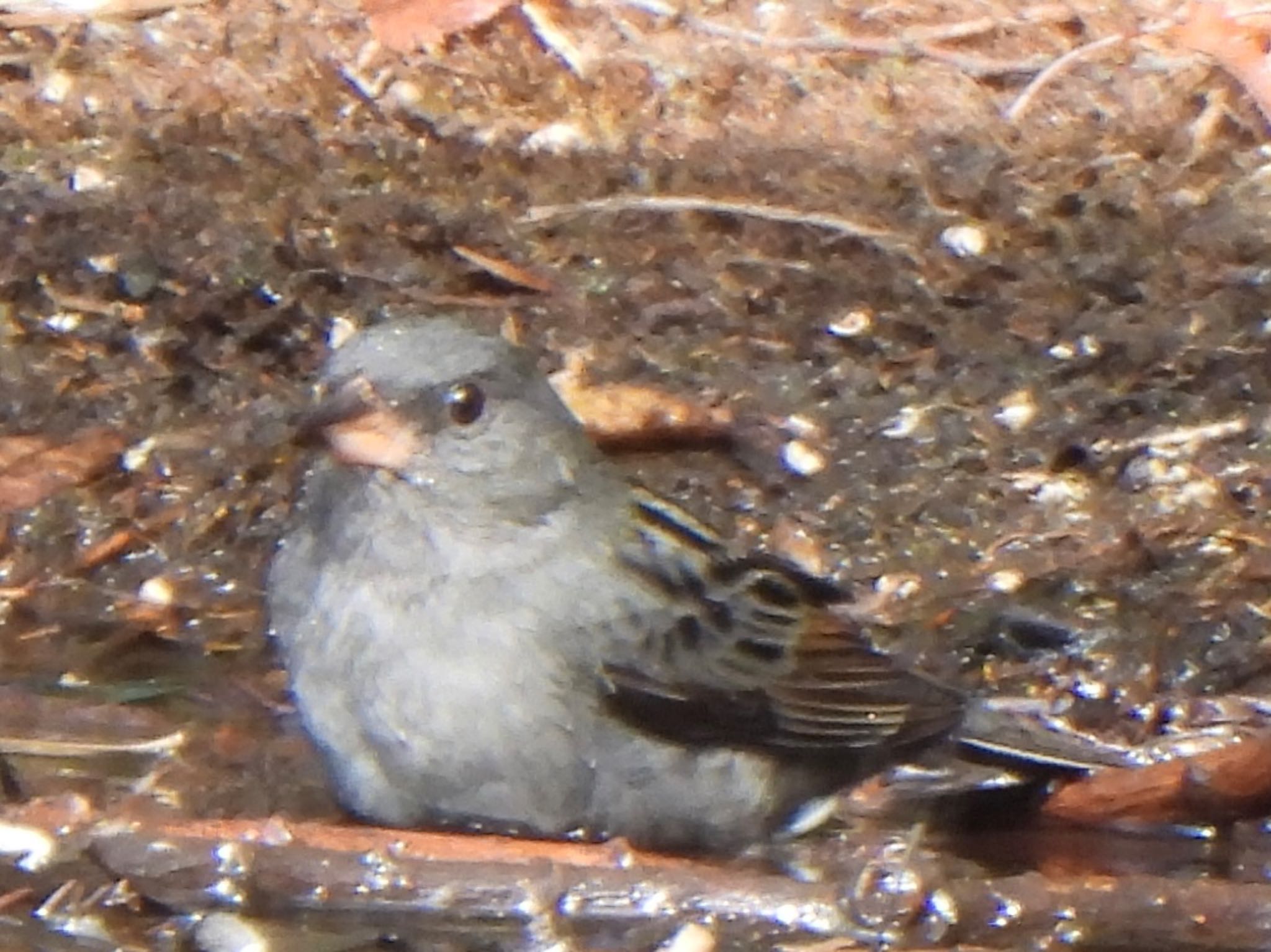 Grey Bunting