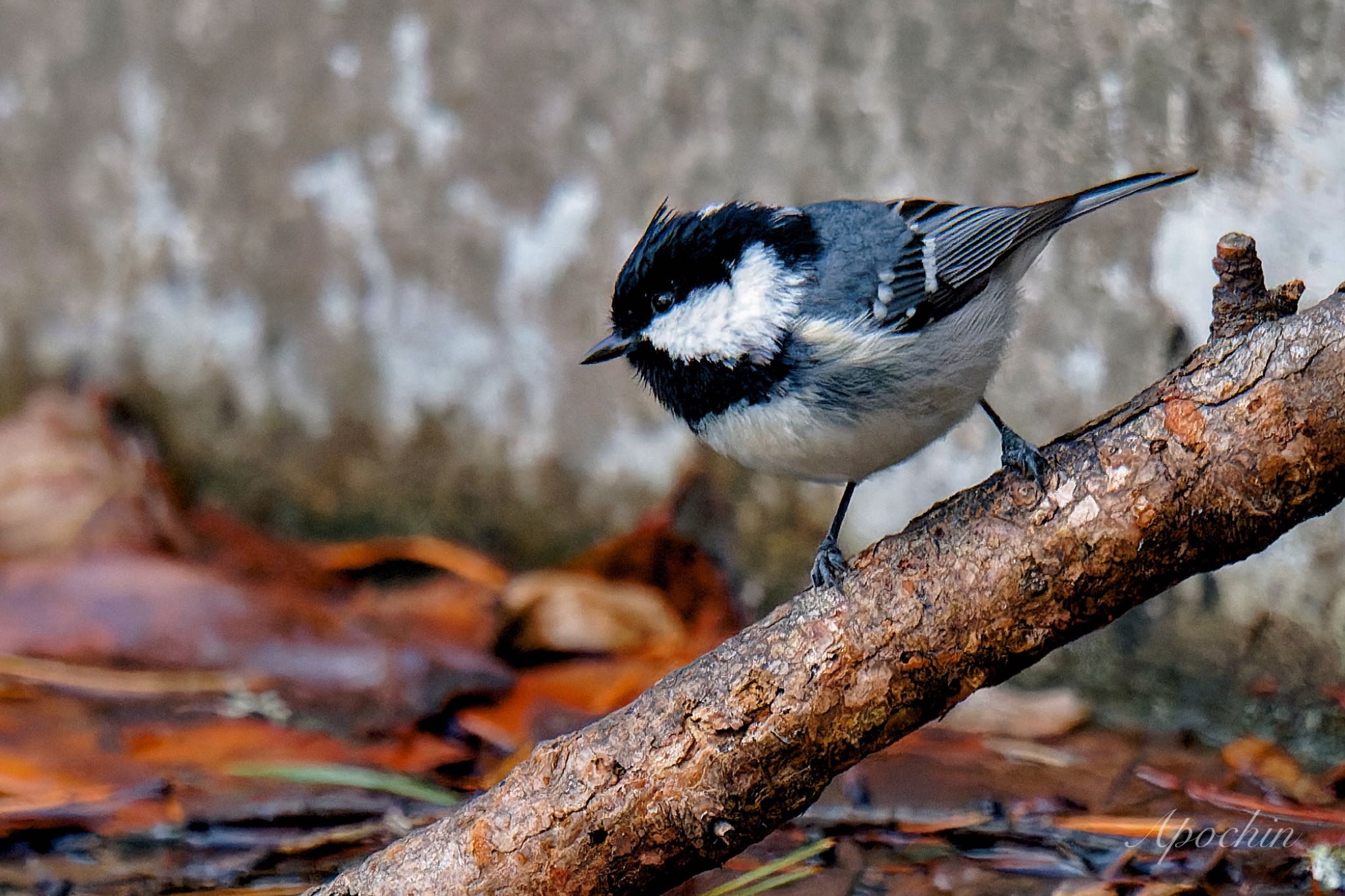 Photo of Coal Tit at 創造の森(山梨県) by アポちん