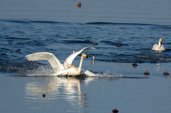 Whooper Swan Izunuma Tue, 11/27/2018