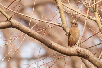 Daurian Redstart Mitsuike Park Tue, 2/20/2024