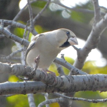 2024年2月20日(火) 昭和記念公園の野鳥観察記録