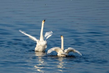 Whooper Swan Izunuma Tue, 11/27/2018