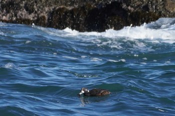 Harlequin Duck 大洗 Sun, 2/11/2024