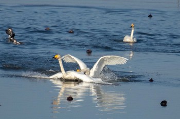 Whooper Swan Izunuma Tue, 11/27/2018