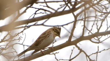 Rustic Bunting 鶴ヶ池 Sat, 2/17/2024