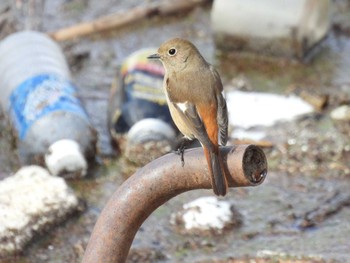 ジョウビタキ 淀川河川敷 2024年2月17日(土)