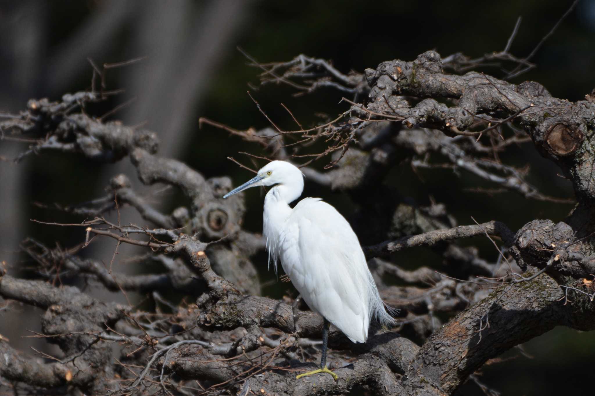 Photo of Little Egret at 神代植物公園 by geto