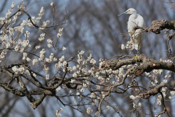 コサギ 神代植物公園 2024年2月18日(日)