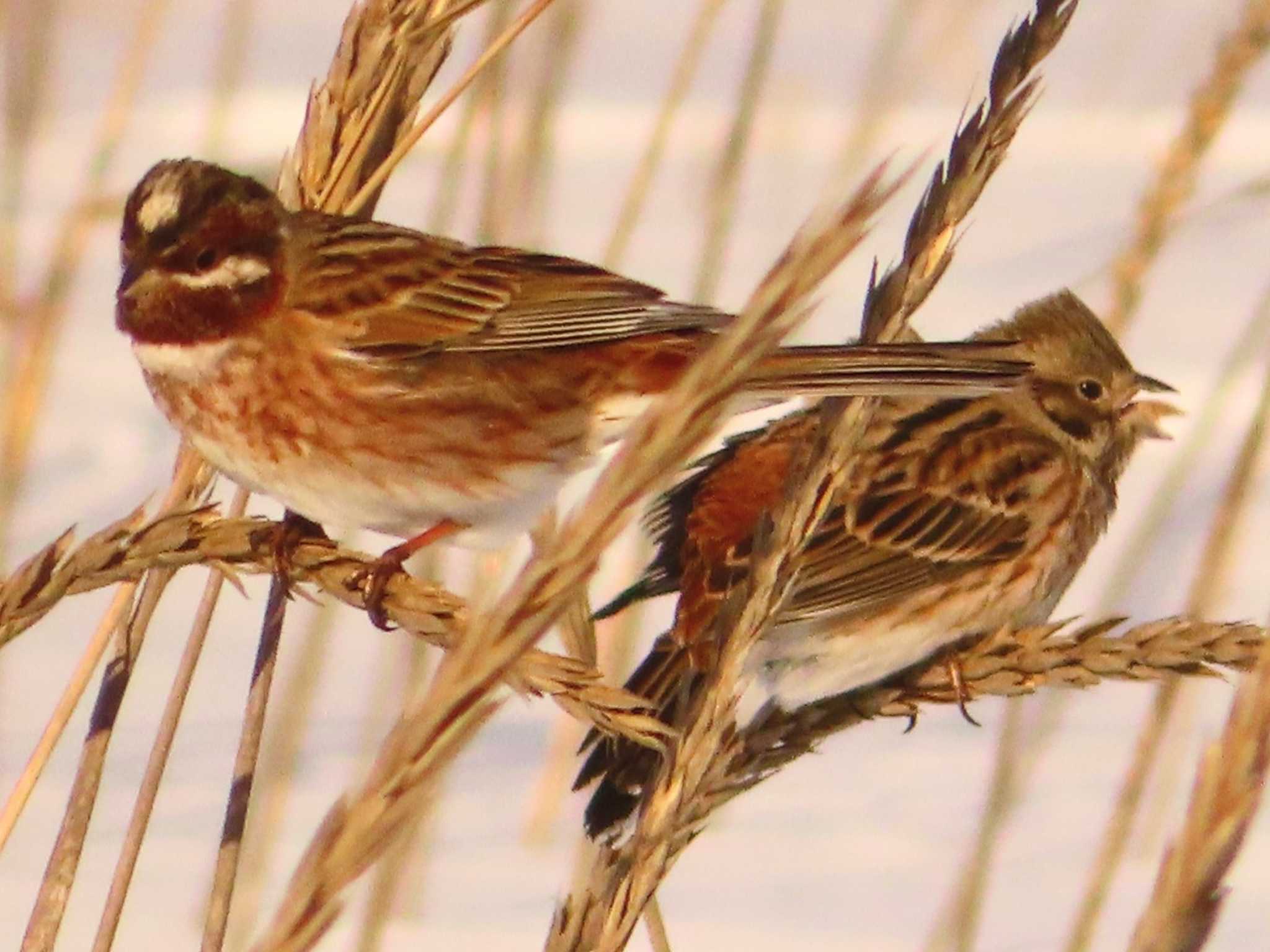 Photo of Pine Bunting at 鵡川河口 by ゆ