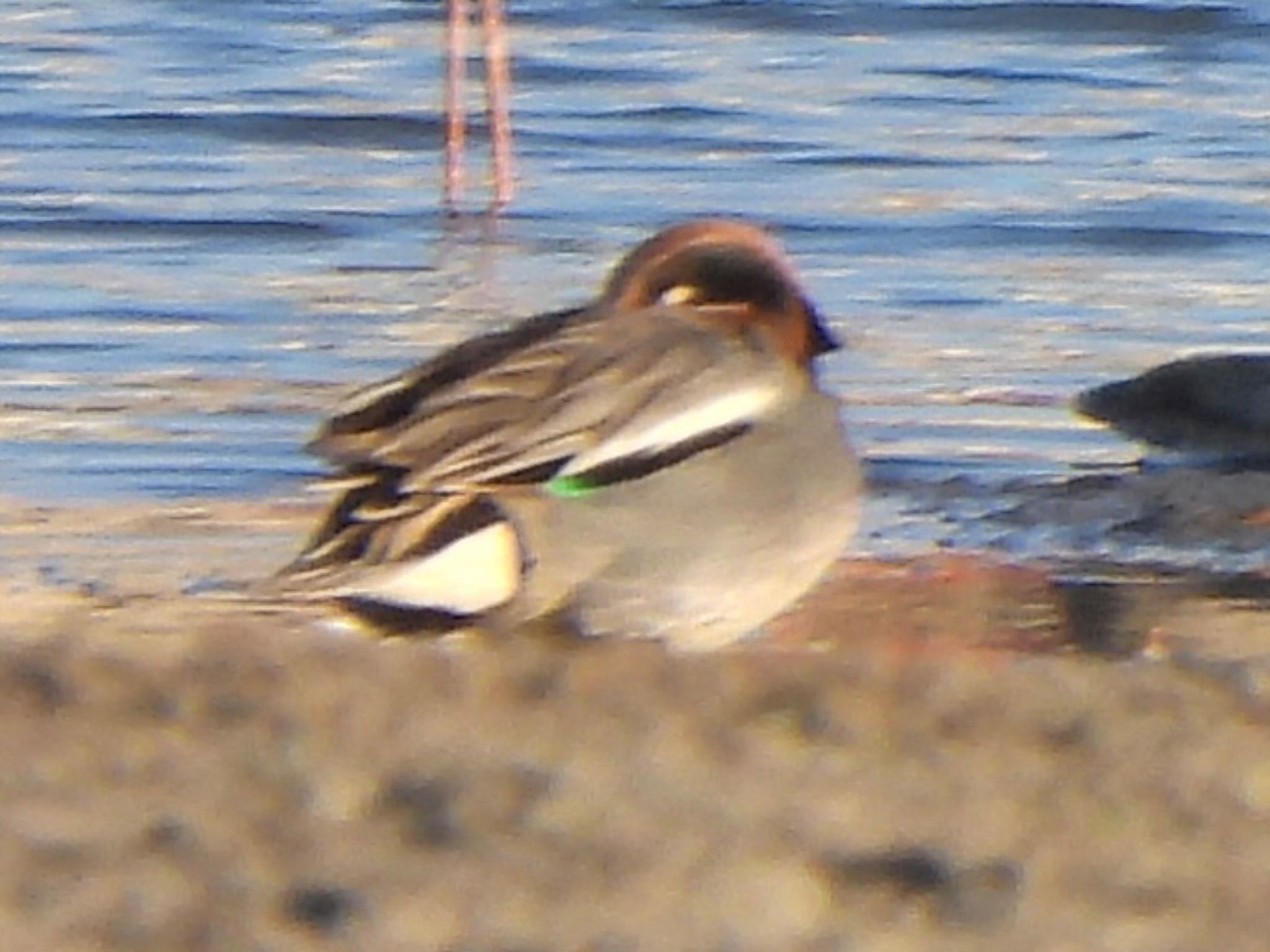 Eurasian Teal