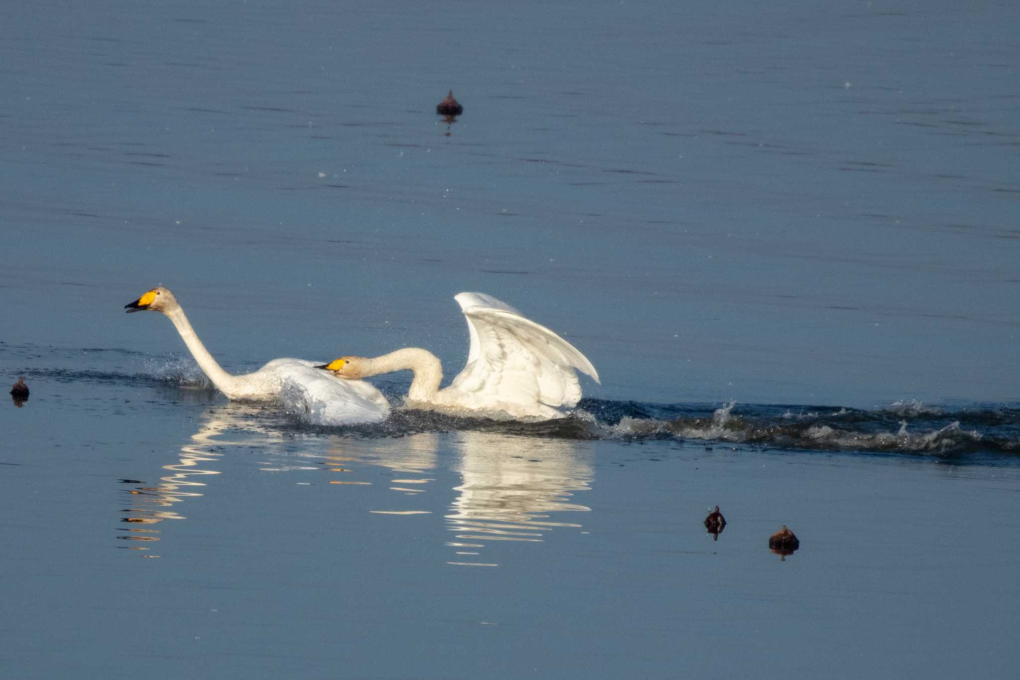 Whooper Swan