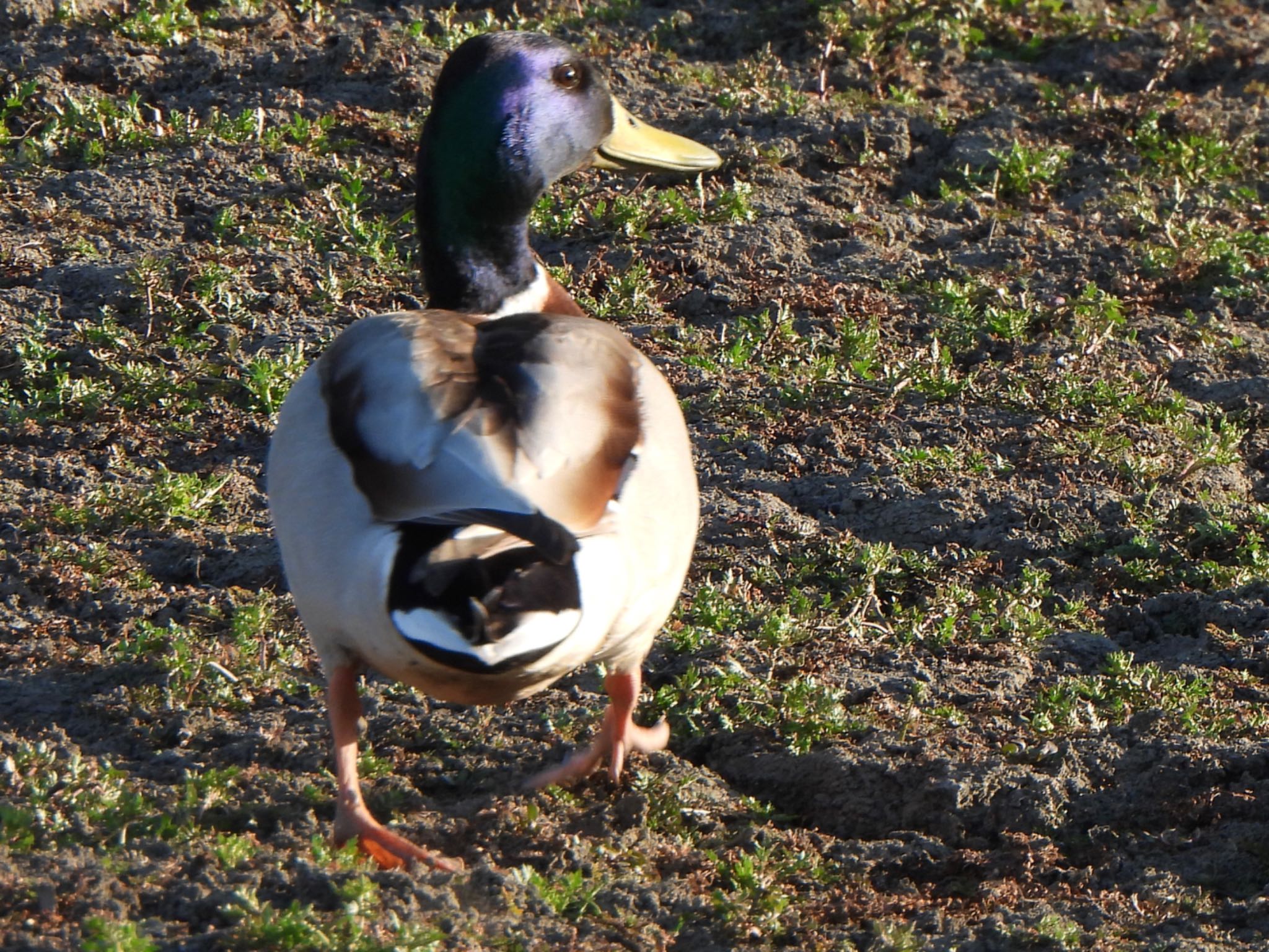 Photo of Mallard at Isanuma by ツピ太郎