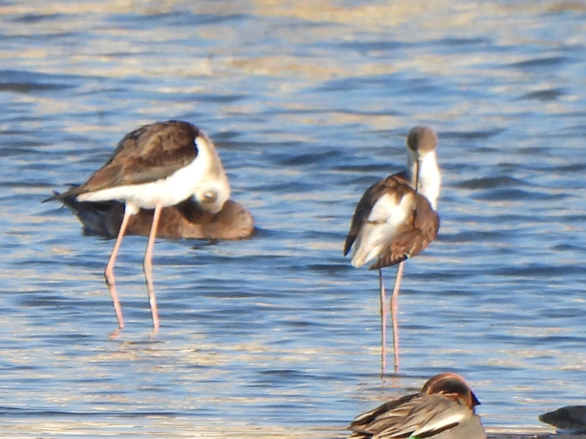 Photo of Black-winged Stilt at Isanuma by ツピ太郎