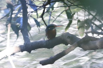 Common Kingfisher Akashi Park Thu, 1/4/2024