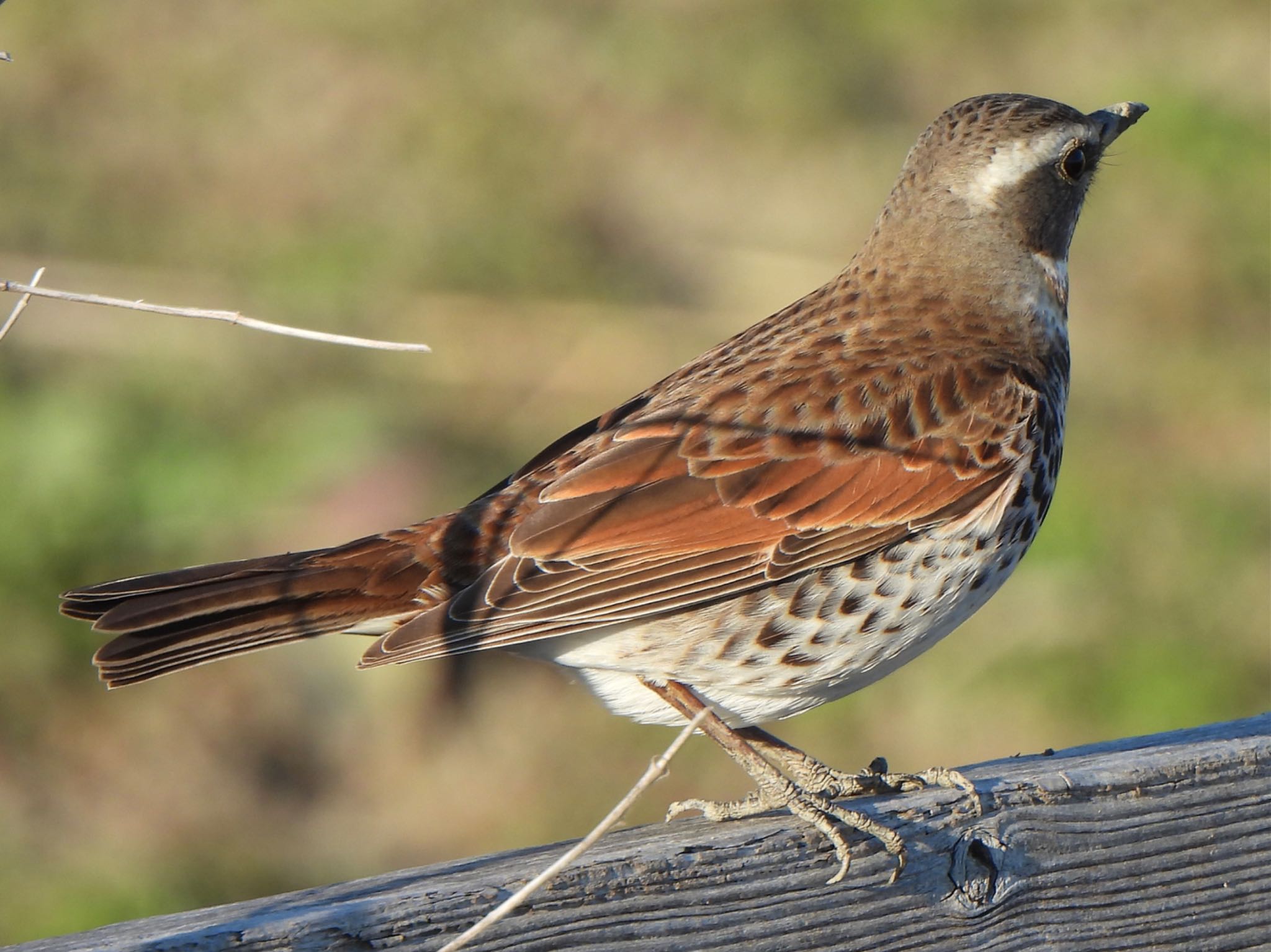 Dusky Thrush