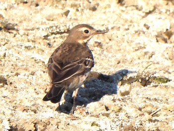 Sun, 2/18/2024 Birding report at Isanuma