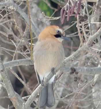 Eurasian Jay(brandtii) 真駒内川 Wed, 2/21/2024