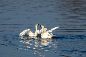 Whooper Swan Izunuma Tue, 11/27/2018