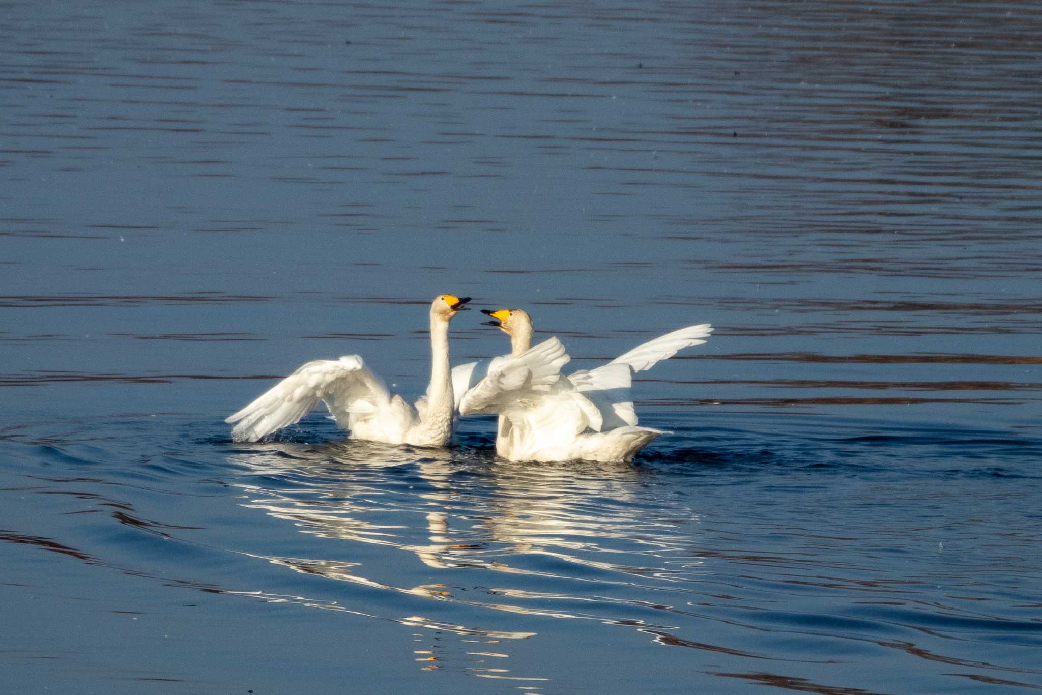 Whooper Swan