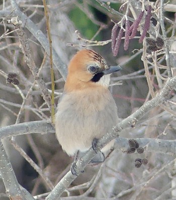 Eurasian Jay(brandtii) 真駒内川 Wed, 2/21/2024