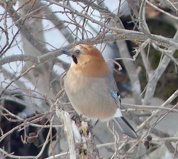 Eurasian Jay(brandtii) 真駒内川 Wed, 2/21/2024