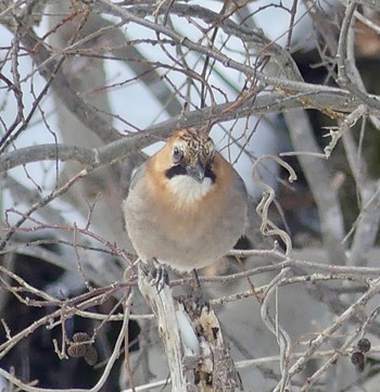 Eurasian Jay(brandtii) 真駒内川 Wed, 2/21/2024