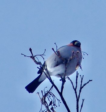 Eurasian Bullfinch Makomanai Park Wed, 2/21/2024