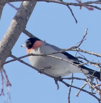 Eurasian Bullfinch Makomanai Park Wed, 2/21/2024